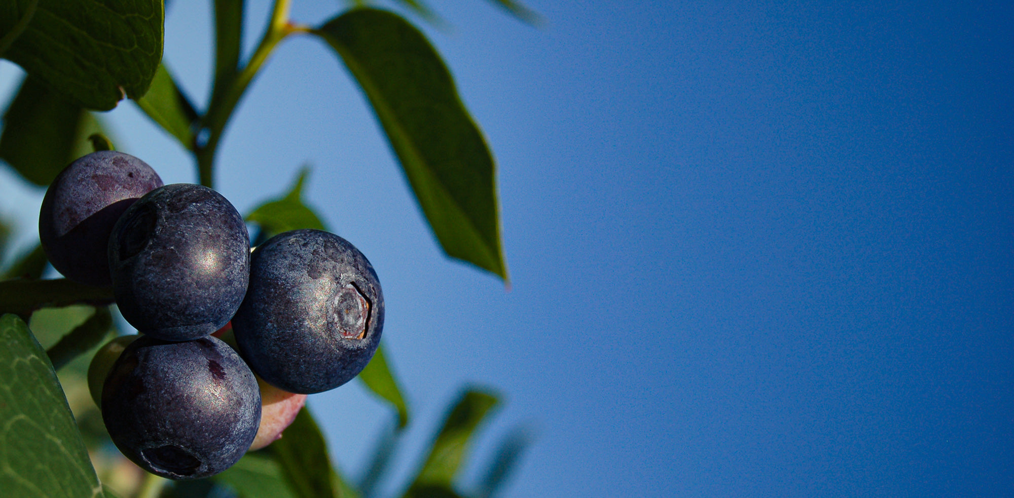 King Grove Organic Farm